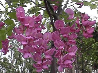 【嫁接香花槐】嫁接香花槐價(jià)格_嫁接方法