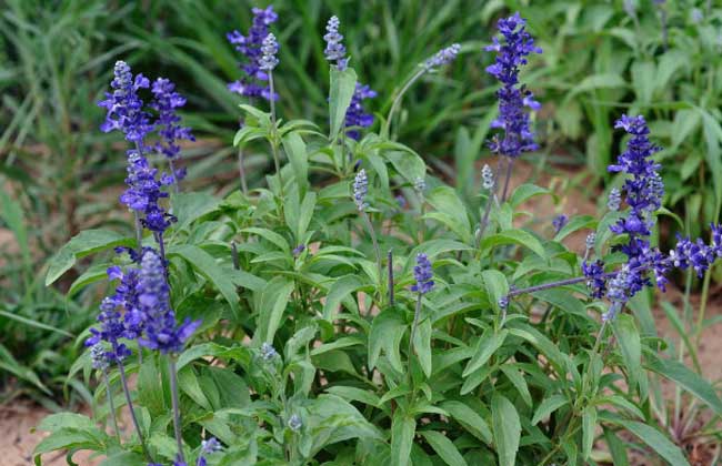 藍(lán)花鼠尾草花期多久