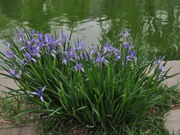 馬蓮花圖片