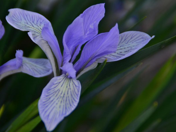 馬蓮花圖片