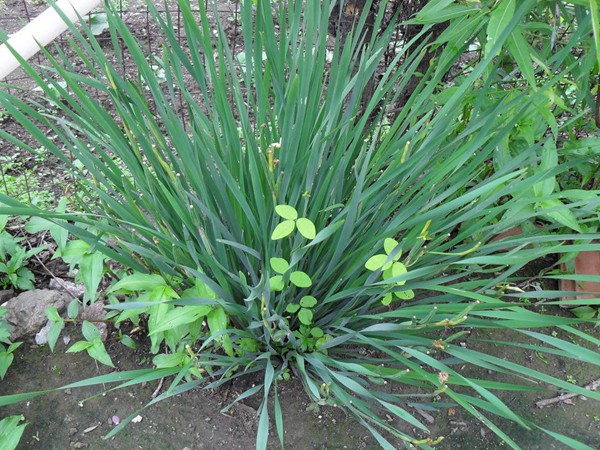 馬蓮花圖片