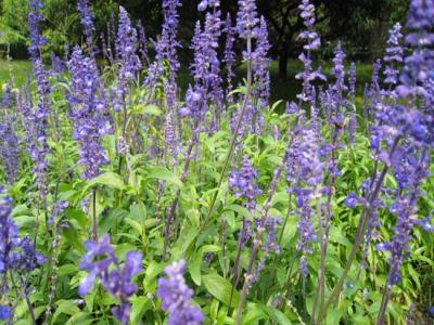 藍(lán)花鼠尾草什么時(shí)候開花，花期多久？