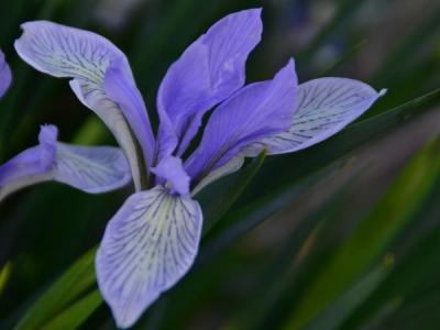 【馬蓮花】馬蘭花_馬蓮花什么時候開