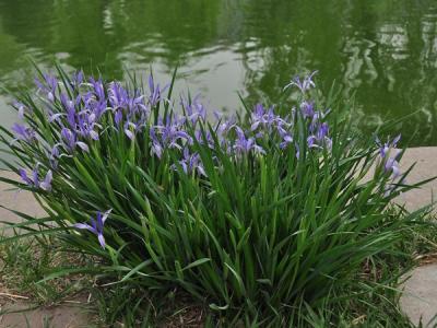 馬蓮花和馬蘭花是同一種花嗎？