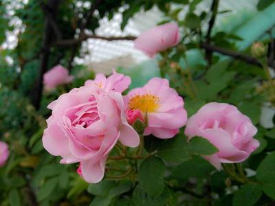 【薔薇】薔薇價(jià)格_圖片_品種_種植方法