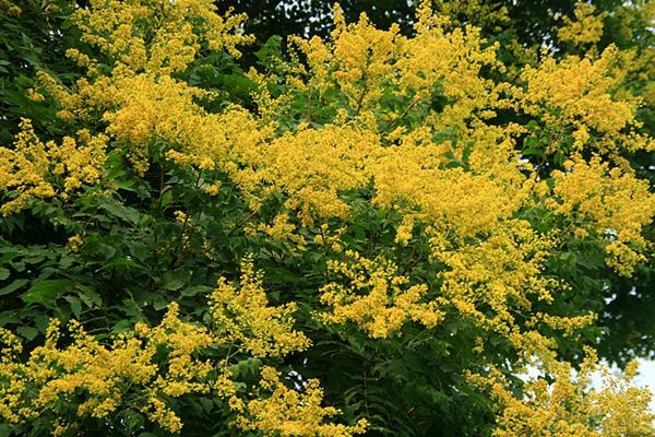 欒樹什么時候開花，花期多久