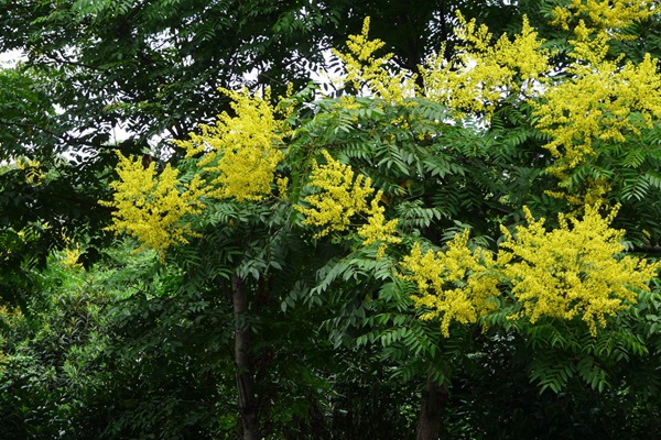 欒樹什么時候開花，花期多久