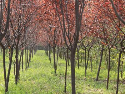 美植袋太陽(yáng)李圖片_價(jià)格_種植方法