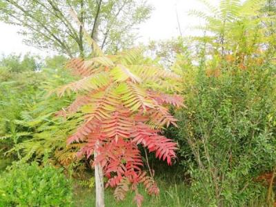 院子里種植臭椿風(fēng)水好嗎？