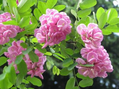 6-15公分香花槐小苗購買