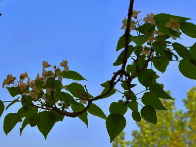 楸樹種植和養(yǎng)護(hù)需要注意些什么