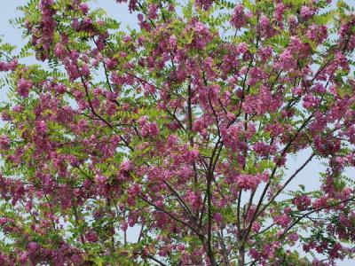 嫁接香花槐基地在哪里？