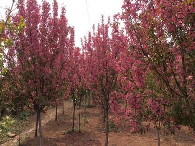 冬紅果海棠的種植需要注意些什么 ？