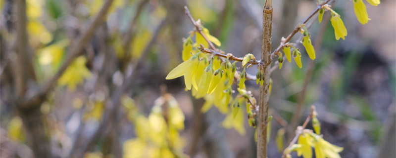 連翹怎么種，種子怎么才能發(fā)芽