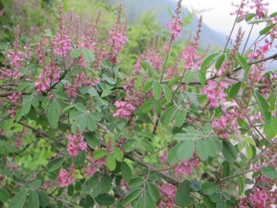 [多花胡枝子]多花胡枝子圖片_花期_產(chǎn)地價格