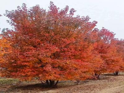 叢生紅點(diǎn)紅楓