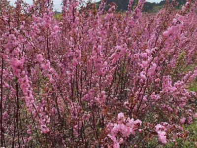 重瓣榆葉梅的花語和象征寓意