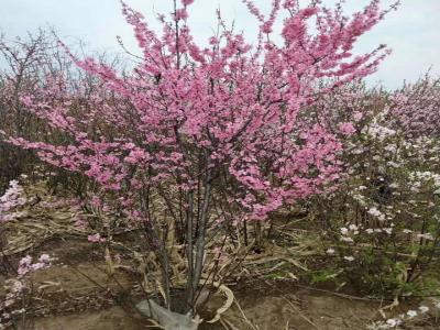 重瓣榆葉梅一年開幾次花